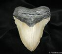 Inch Megalodon Tooth #1176-1